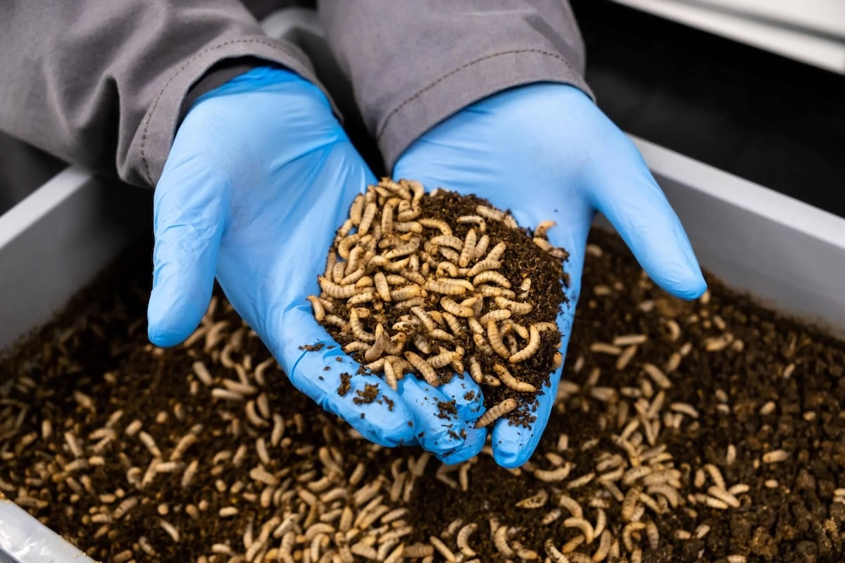 Agronutris : des insectes pour nourrir le monde
