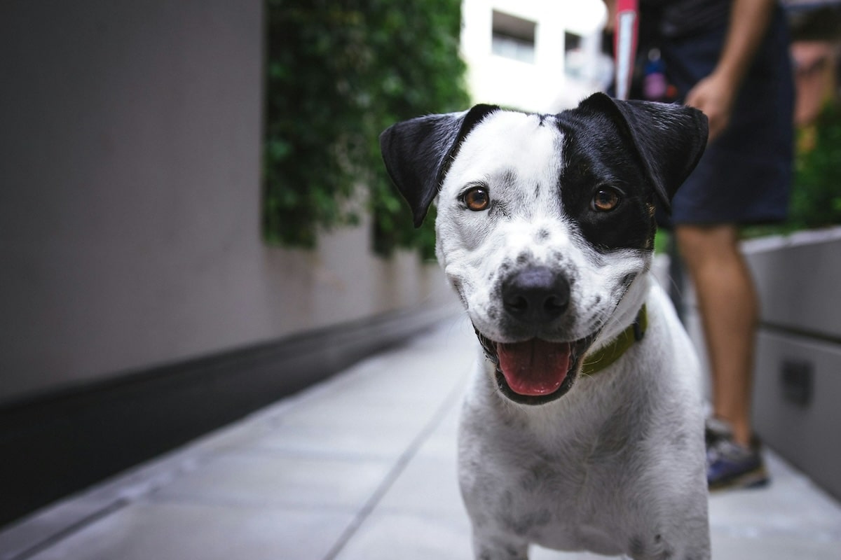 Le budget annuel pour un chien décrypté