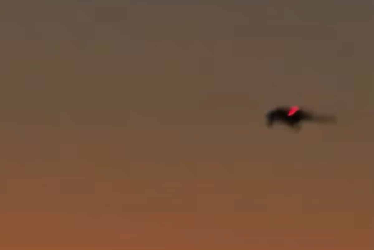 Le drone secret RQ-170 aperçu lors de l’attaque américaine au Venezuela