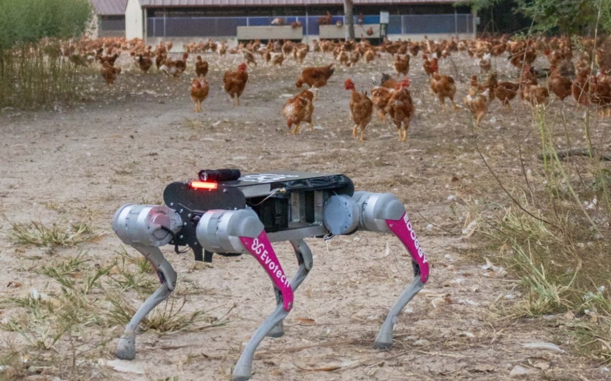 Un robot dans les poulaillers des Landes