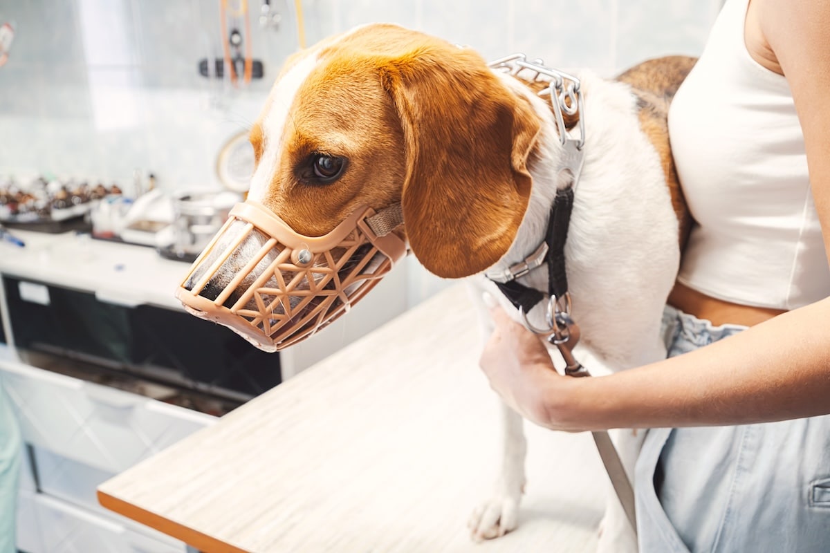 Les Meilleures Boutiques pour Acheter une Muselière pour Chien en 2026